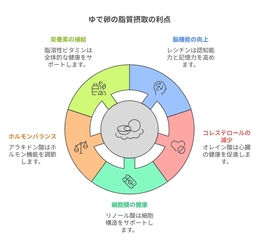 ゆで卵脂質多い理由と健康への影響
