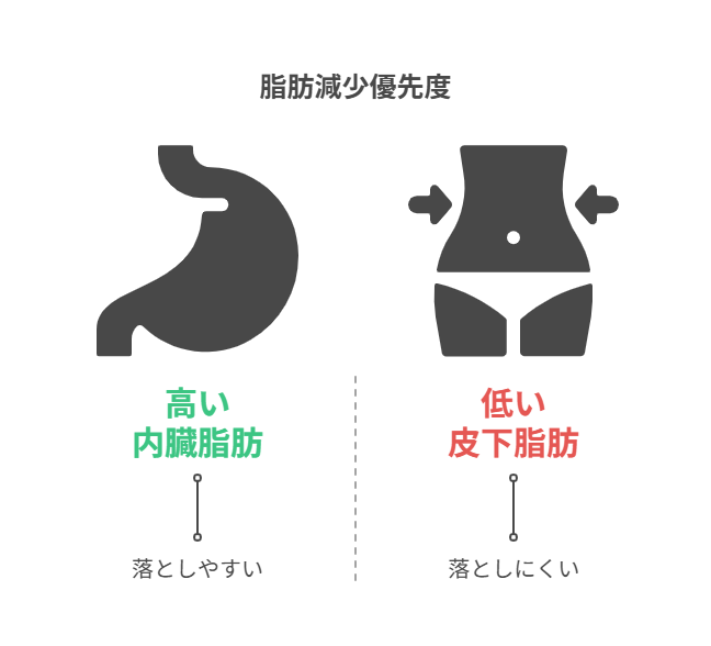 内臓脂肪と皮下脂肪の違いと落ちやすさ