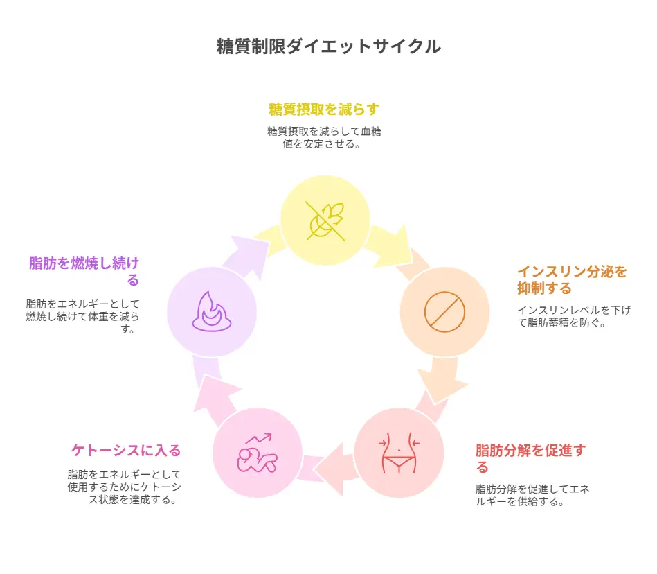 糖質制限どんどん痩せる理由と脂肪燃焼のメカニズム