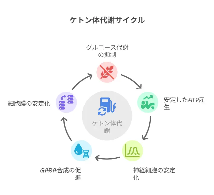 脳のエネルギー代謝変化による発作抑制