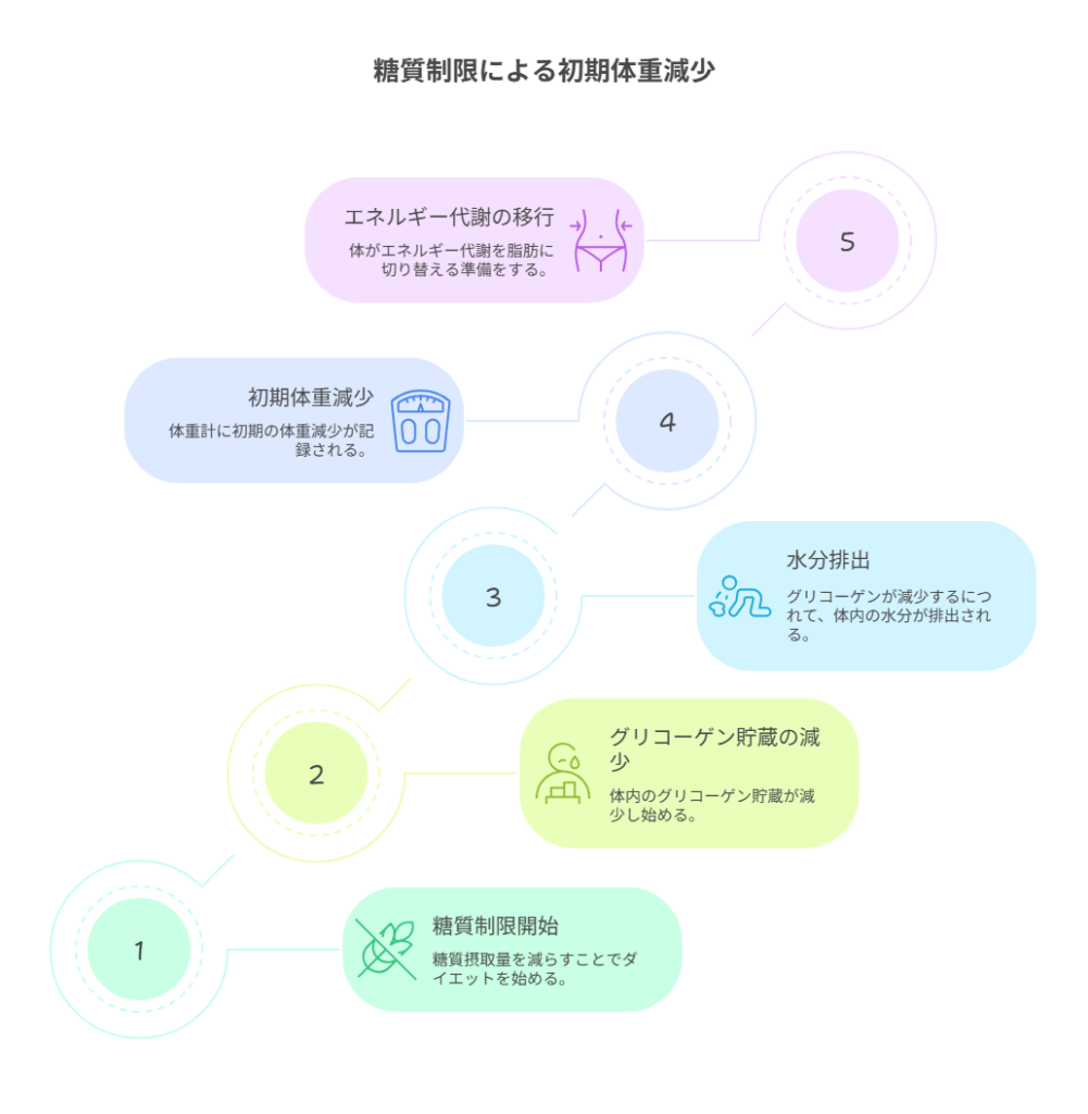 糖質制限 水分が抜けるだけ」?初期の体重減少メカニズム