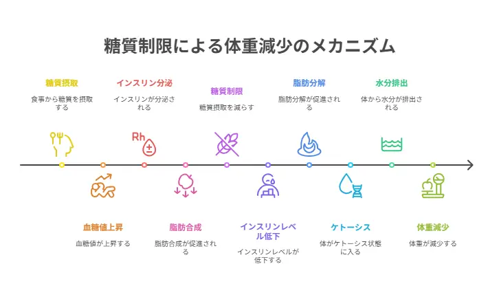 糖質制限で痩せるメカニズムとは?