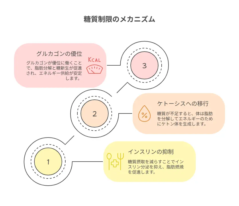 糖質制限 ダイエットの基本と効果